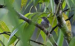 Stripe-chested Antwren