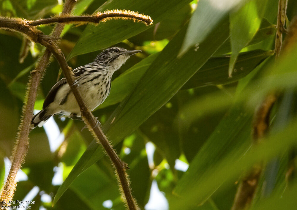 Stripe-chested Antwren male adult, identification