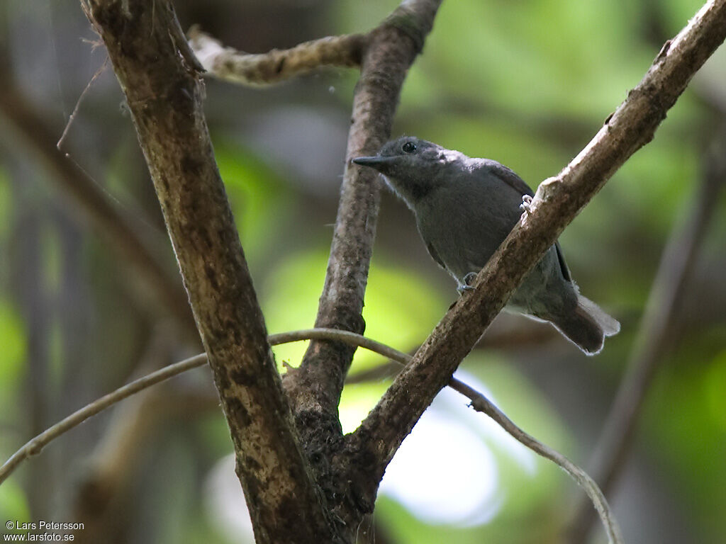 Alagoas Antwren