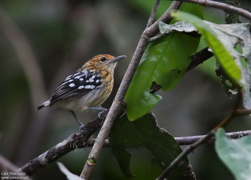 Amazonian Streaked Antwren female adult, identification