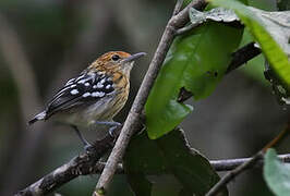 Amazonian Streaked Antwren