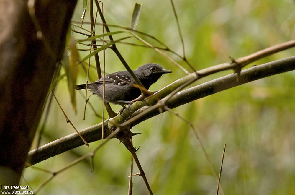 Ihering's Antwren male adult, identification