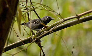 Ihering's Antwren