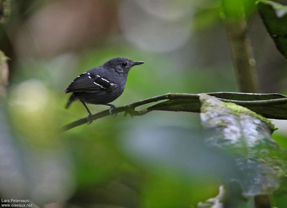 Plain-throated Antwren male adult, identification