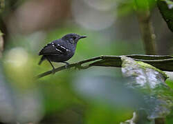 Plain-throated Antwren