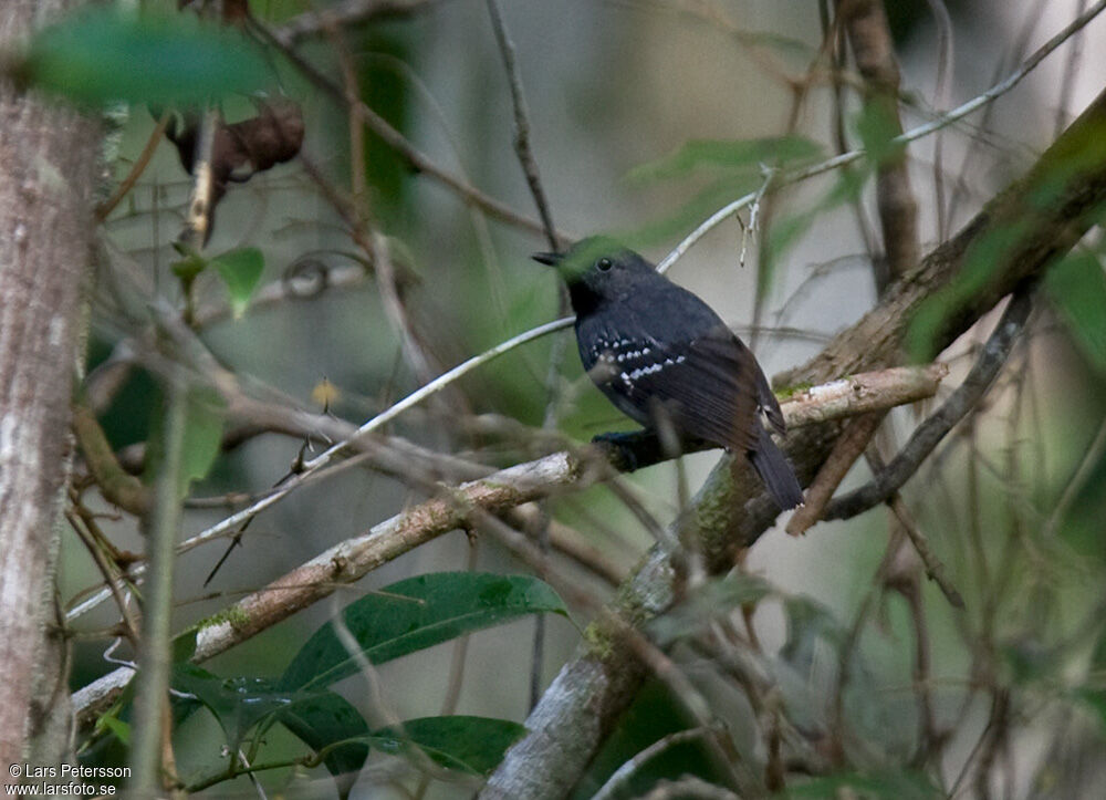 Silvery-flanked Antwren