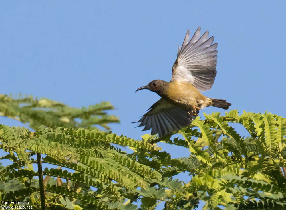 Red-capped Myzomela female adult, Flight