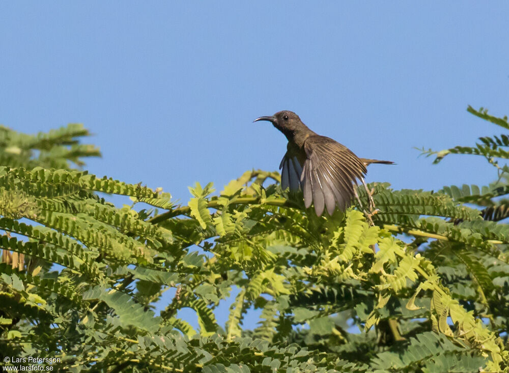 Red-capped Myzomela