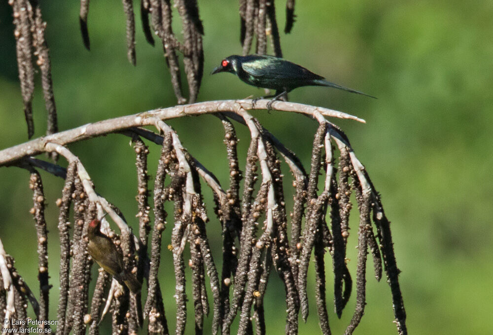 Red-capped Myzomela male adult