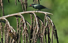 Red-capped Myzomela