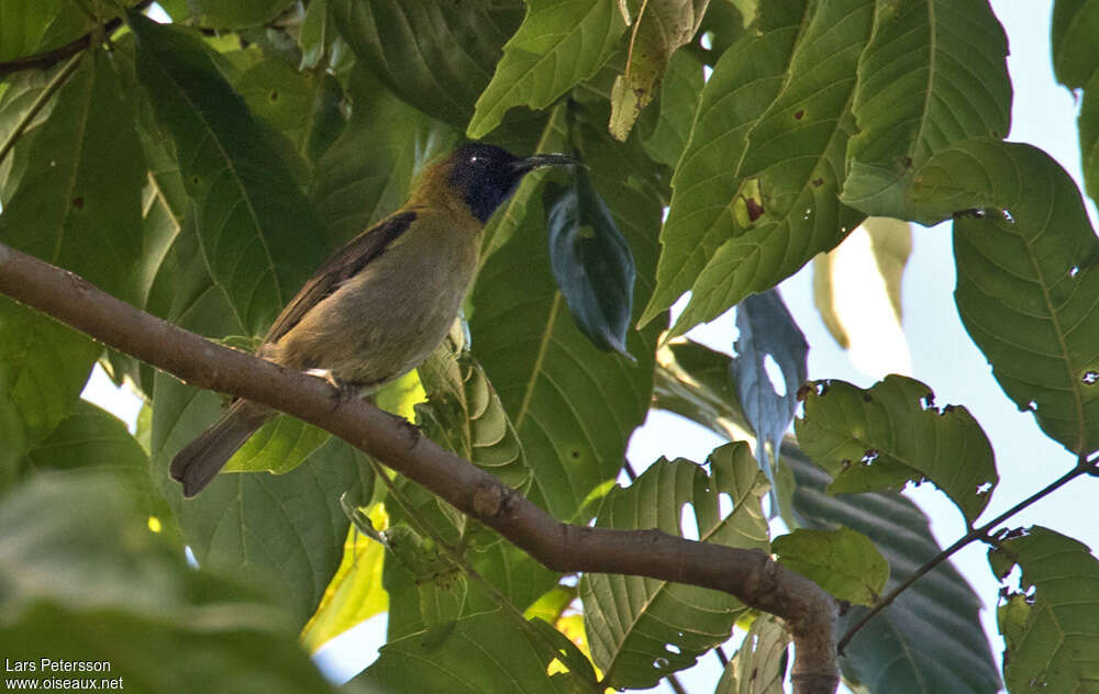 Black-headed Myzomela