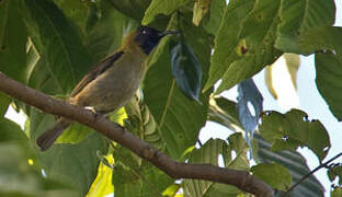 Black-headed Myzomela