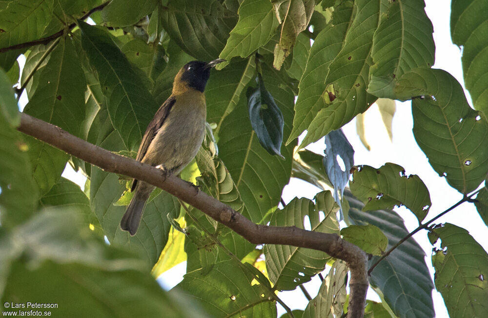 Black-headed Myzomela