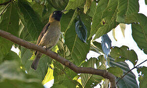 Black-headed Myzomela