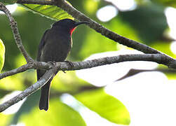 Crimson-rumped Myzomela