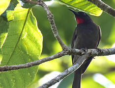 Crimson-rumped Myzomela