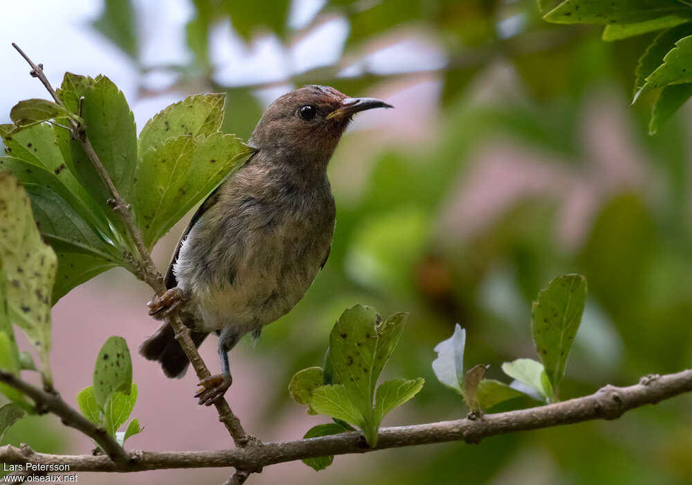 New Caledonian Myzomela female, identification