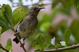 New Caledonian Myzomela