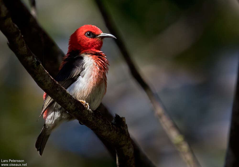 New Caledonian Myzomelaadult