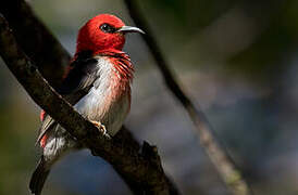 New Caledonian Myzomela