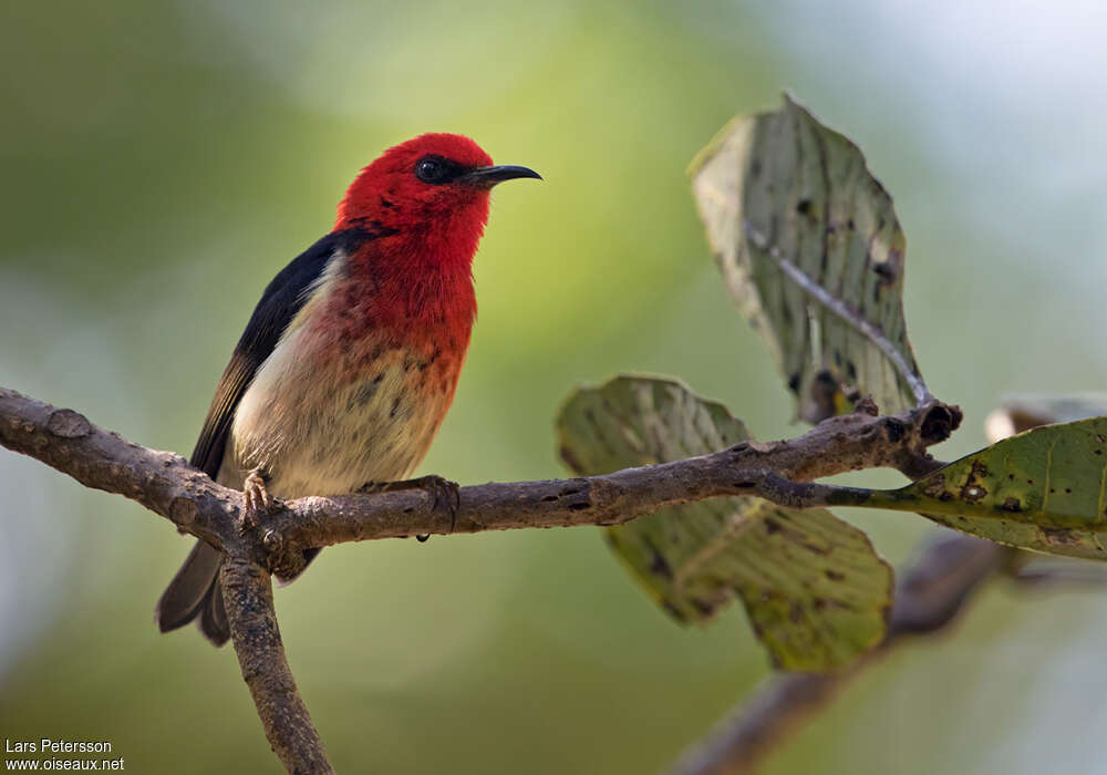 New Caledonian Myzomela male, identification