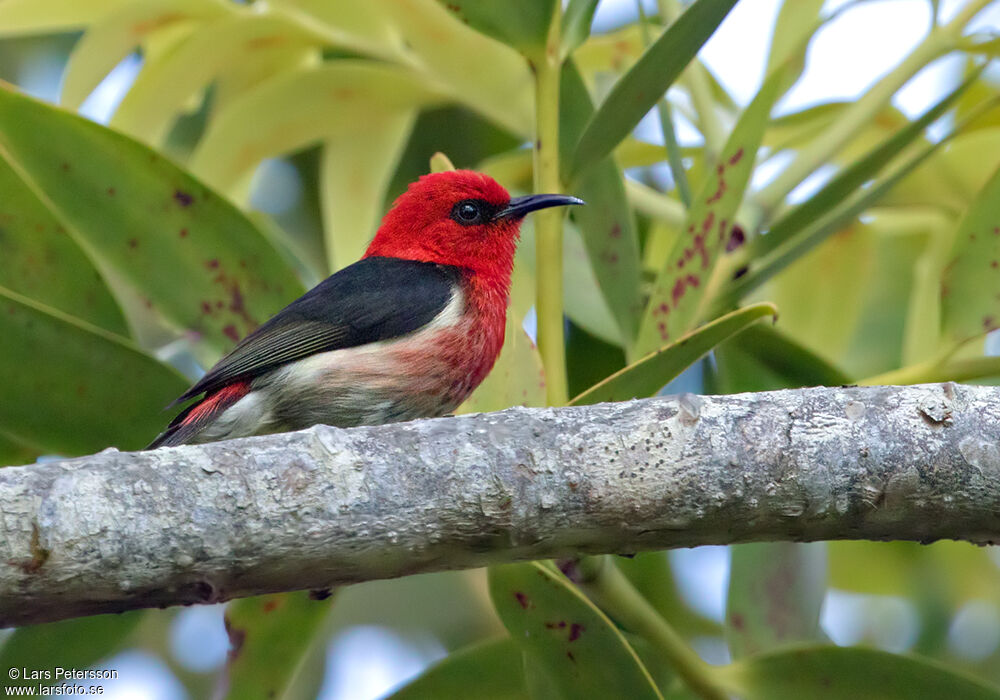 New Caledonian Myzomela