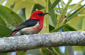 New Caledonian Myzomela