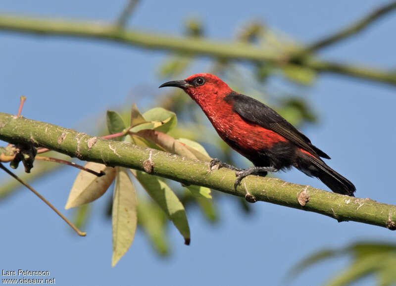 Myzomèle cardinal mâle adulte, identification