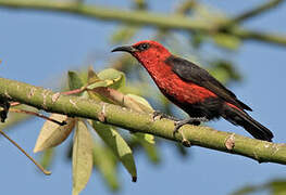 Myzomèle cardinal