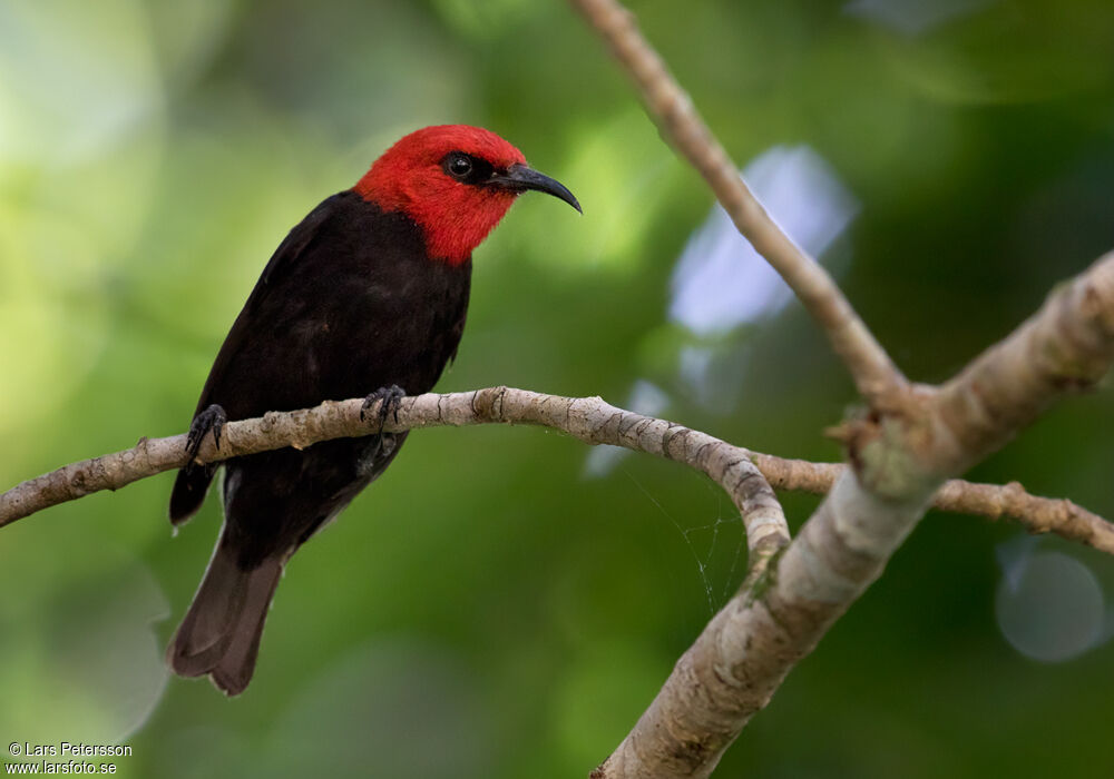 Myzomèle cardinal