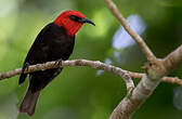 Myzomèle cardinal