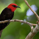 Myzomèle cardinal