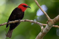 Myzomèle cardinal