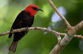 Cardinal Myzomela