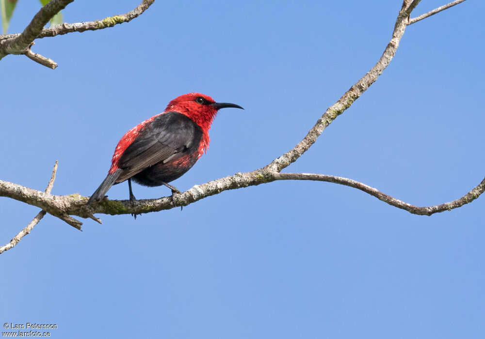 Myzomèle cardinal