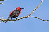 Myzomèle cardinal