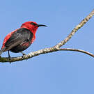 Myzomèle cardinal