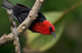 Myzomèle cardinal