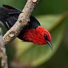 Myzomèle cardinal