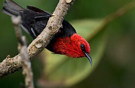 Myzomèle cardinal