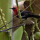 Myzomèle cardinal