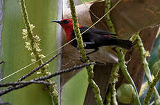 Myzomèle cardinal