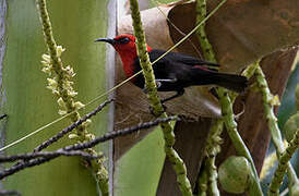 Myzomèle cardinal