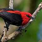 Myzomèle cardinal