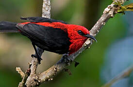 Cardinal Myzomela