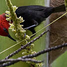 Myzomèle cardinal