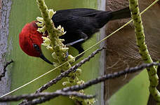 Myzomèle cardinal