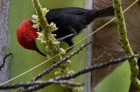 Myzomèle cardinal