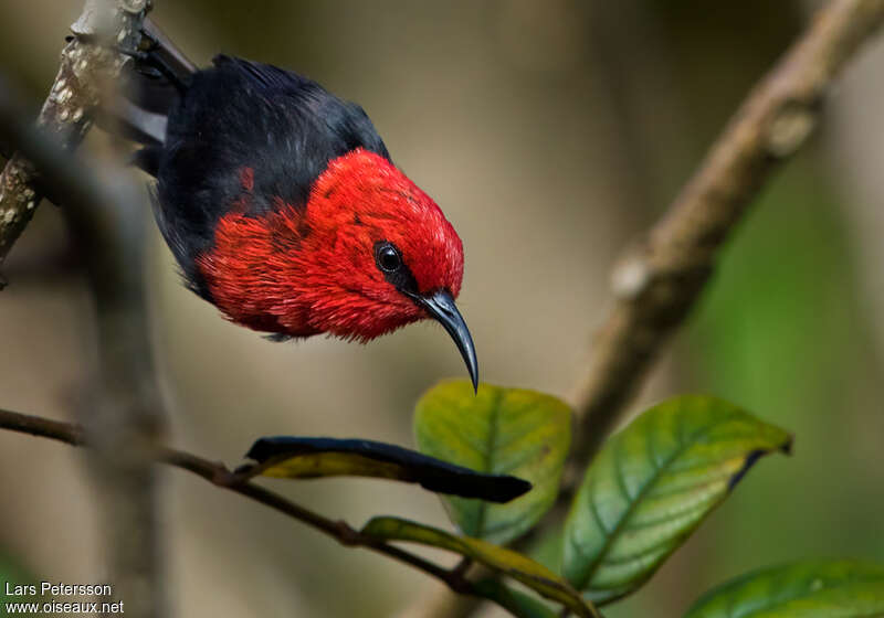 Myzomèle cardinal mâle adulte, portrait