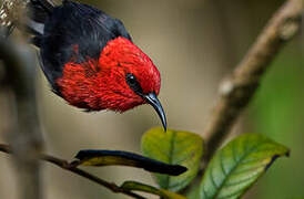 Myzomèle cardinal